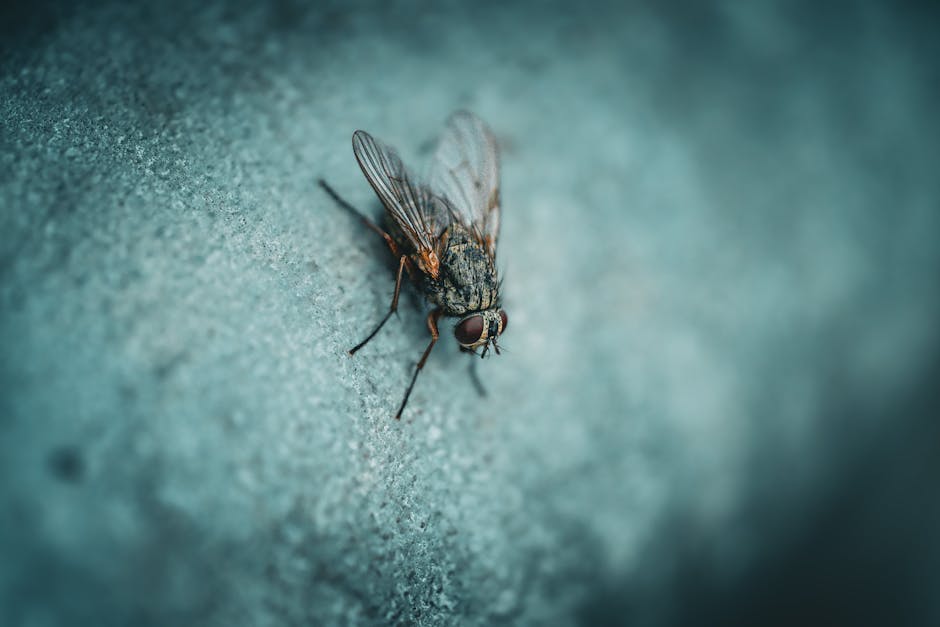 A close-up photograph of a common housefly resting on a smooth, white surface. The fly's body features a detailed, textured exoskeleton with a mix of dark gray and black coloration, complemented by li